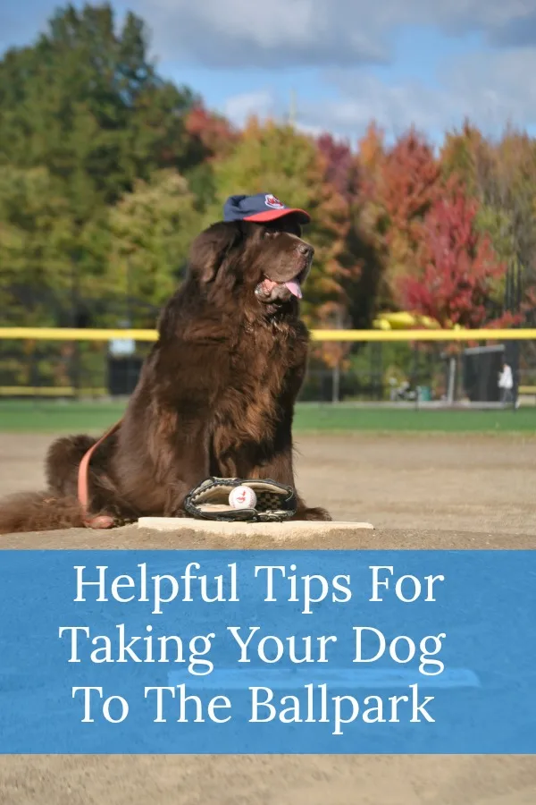 Helpful Tips On Taking Your Dog To The Ballpark