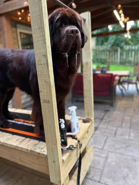 brown newfie puppy standing on wooden grooming table