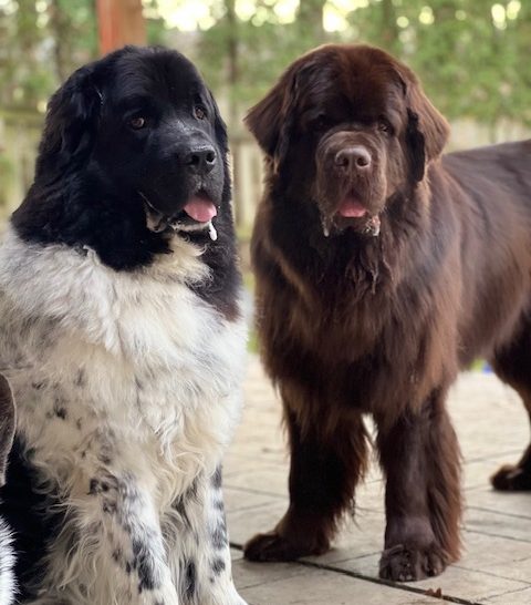 brown Newfoundland standing next to a white and black Newfie