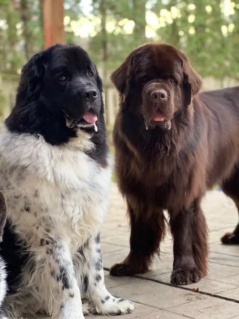 brown Newfoundland standing next to a white and black Newfie