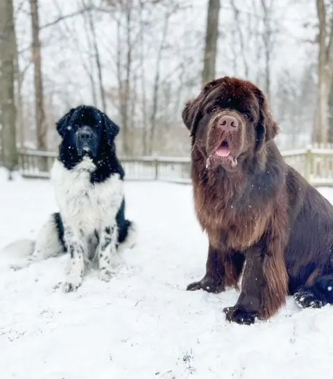 male Newfoundland dogs that weighs 135 pounds