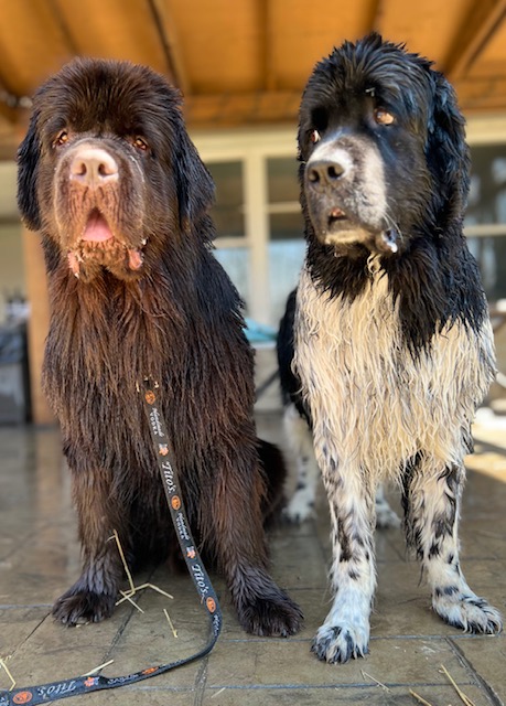 Newfoundland dogs getting a bath