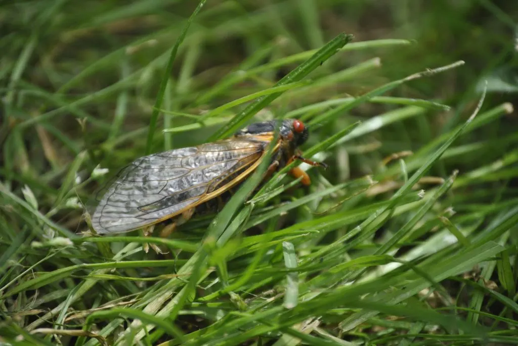 cicada in grass in Ohio 2016