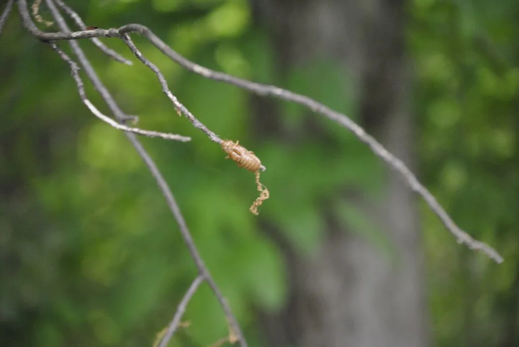 cicada shell on tree branch