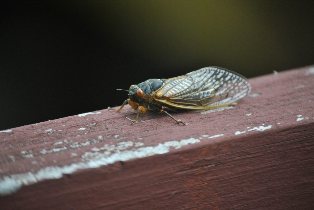 periodical cicada sitting on fence in Ohio