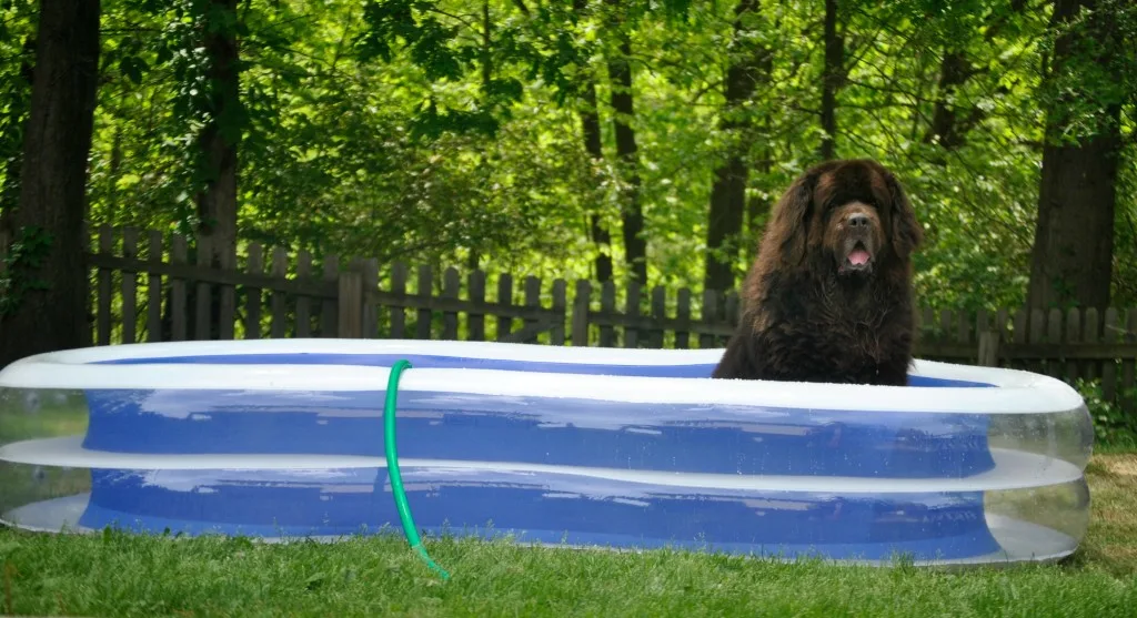 Sherman in his new pool