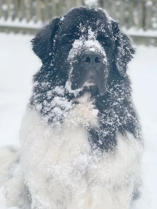 dog with double coat in snow
