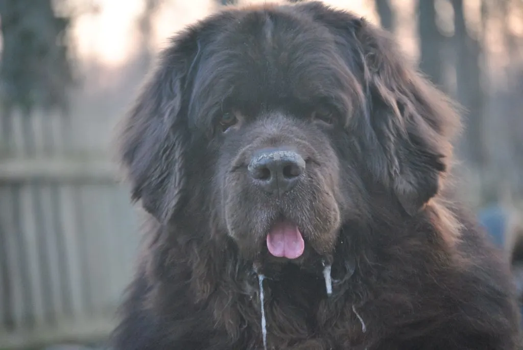 Top 15 Questions Newfoundland Dog Owners Get Asked
