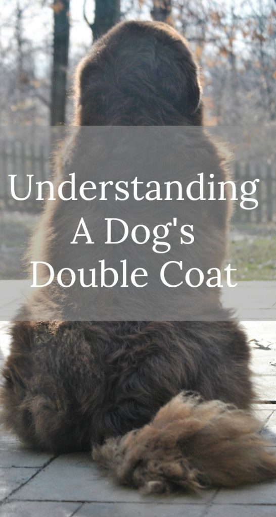 Understanding A Dog's Double Coat
