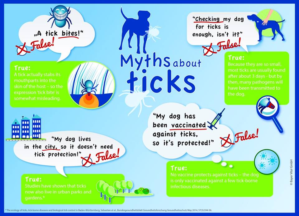 4 commom myths about ticks