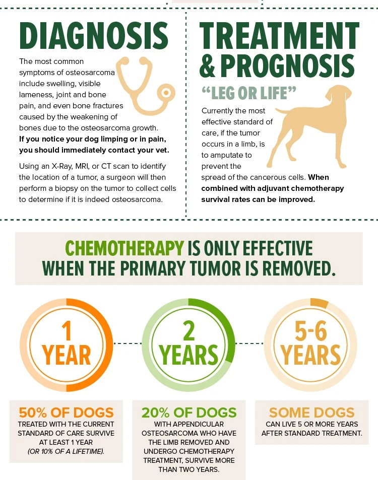 The most common symptoms of osteosarcoma in dogs include swelling, visible lameness, joint and bone pain, and even bone fractures caused by the weakening of bones due to the osteosarcoma growth