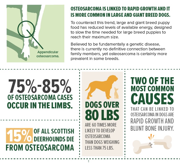 Two of the most common causes that can be linked to osteosarcoma in dogs are rapid growth and blunt bone injury
