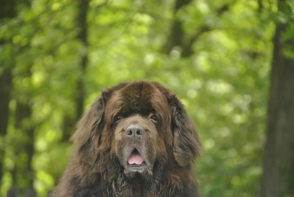 15 Tips For Taking Great Pictures Of Your Newfie