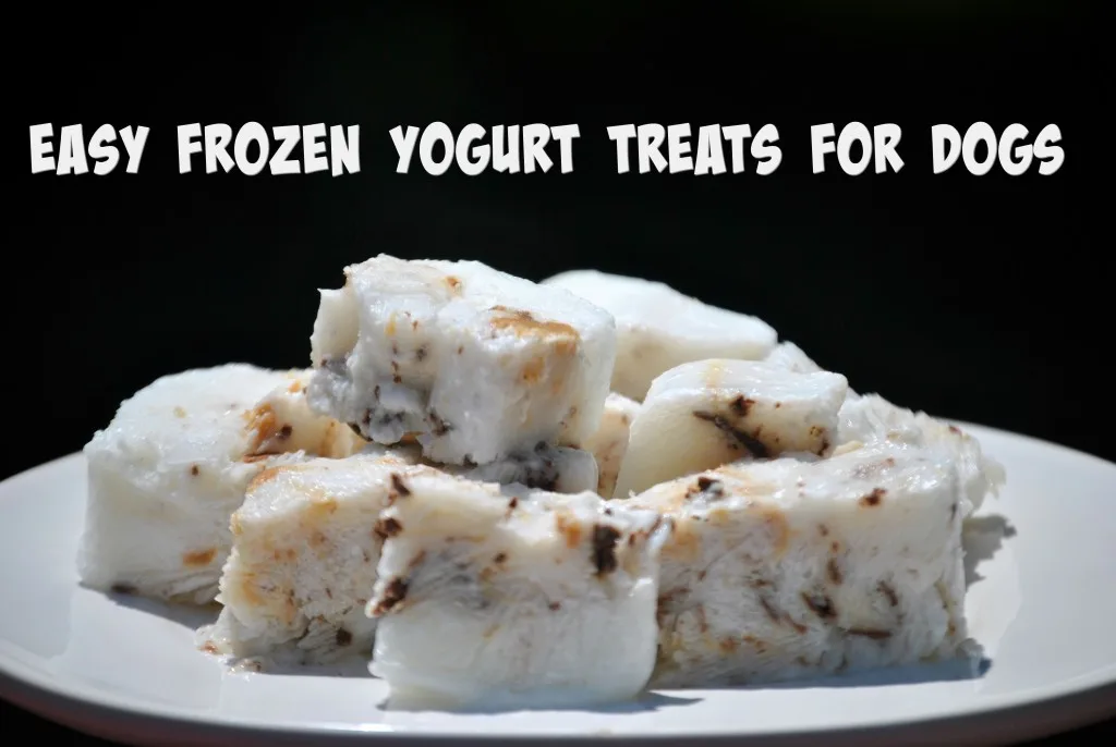 Easy Frozen Yogurt Dog Treats 