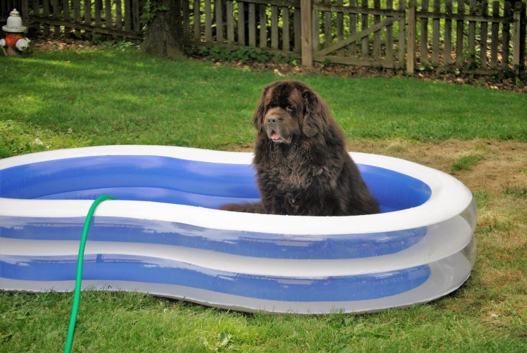 8 Easy Ways To Keep Dogs Cool During The Summer My Brown Newfies