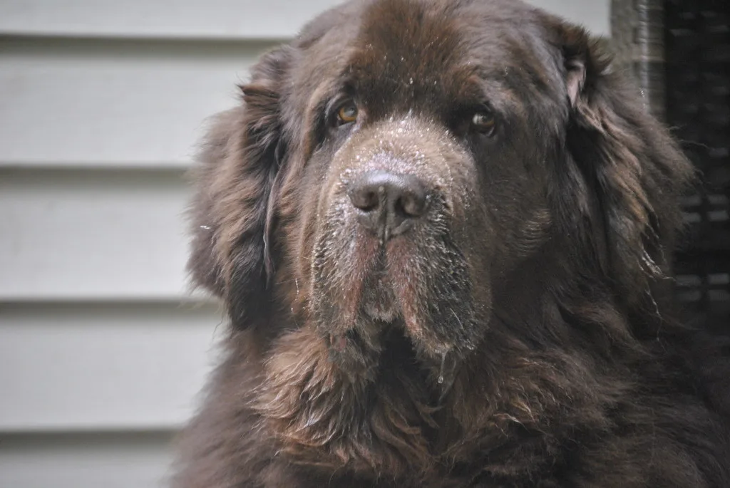 Seresto Flea & Tick Collar Update