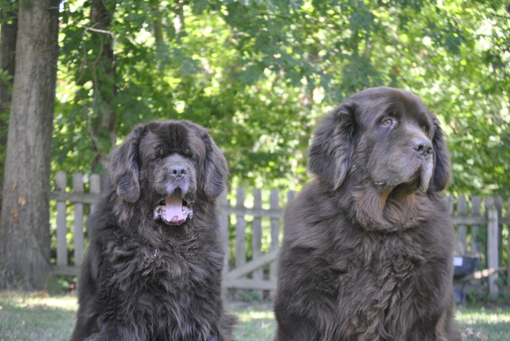 The Focused And Unfocused Faces Of The Brown Duo
