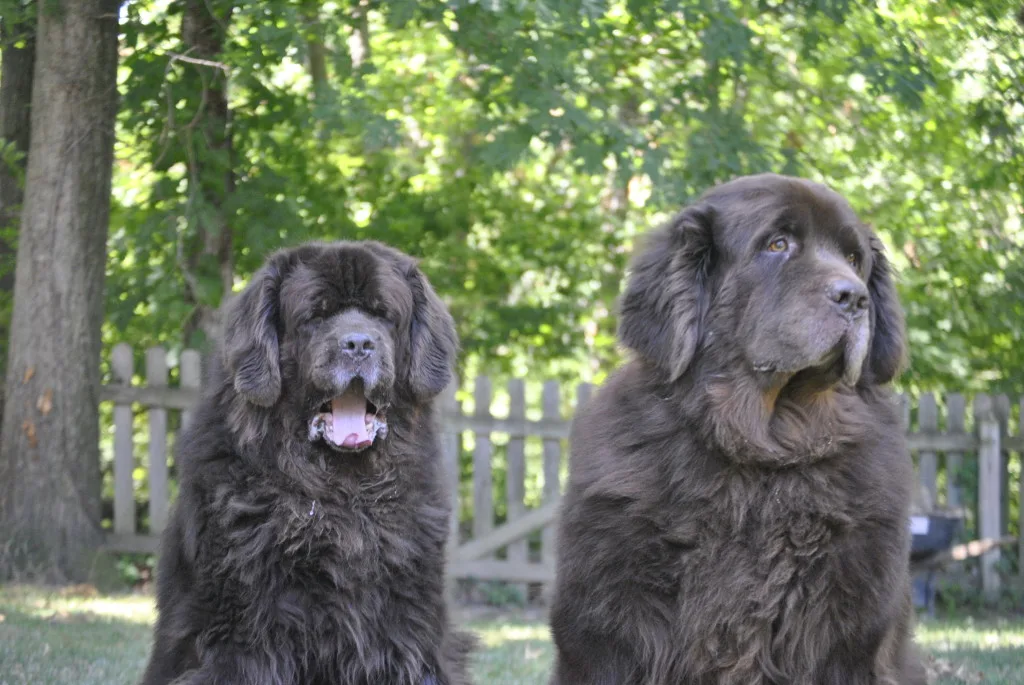 The Focused And Unfocused Faces Of The Brown Duo
