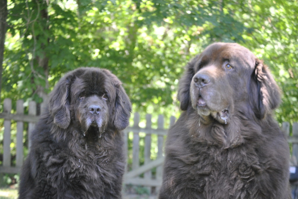 The Focused And Unfocused Faces Of The Brown Duo