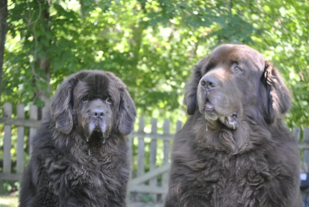 The Focused And Unfocused Faces Of The Brown Duo
