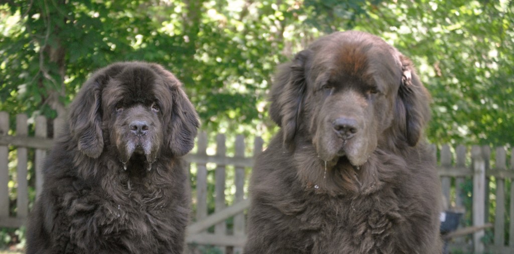 The Focused And Unfocused Faces Of The Brown Duo