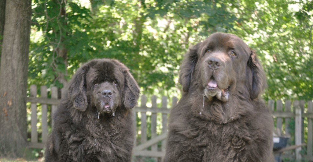 The Focused And Unfocused Faces Of The Brown Duo