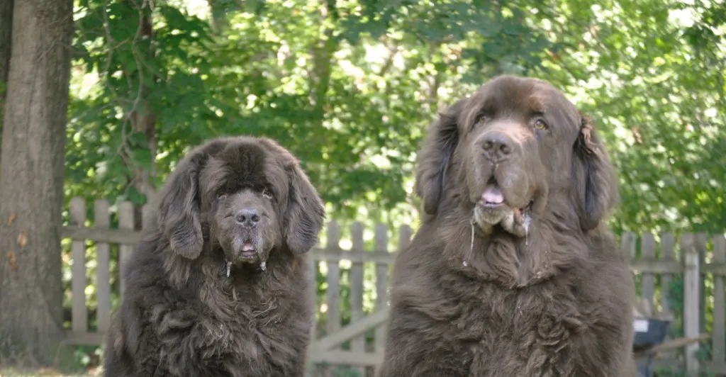 The Focused And Unfocused Faces Of The Brown Duo