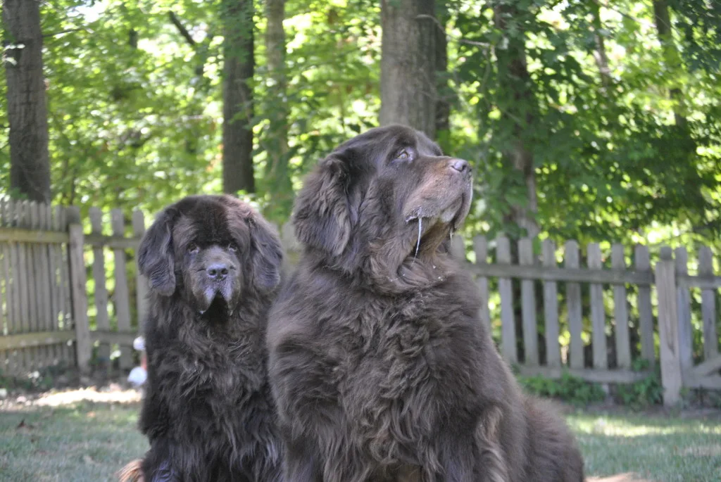 The Focused And Unfocused Faces Of The Brown Duo