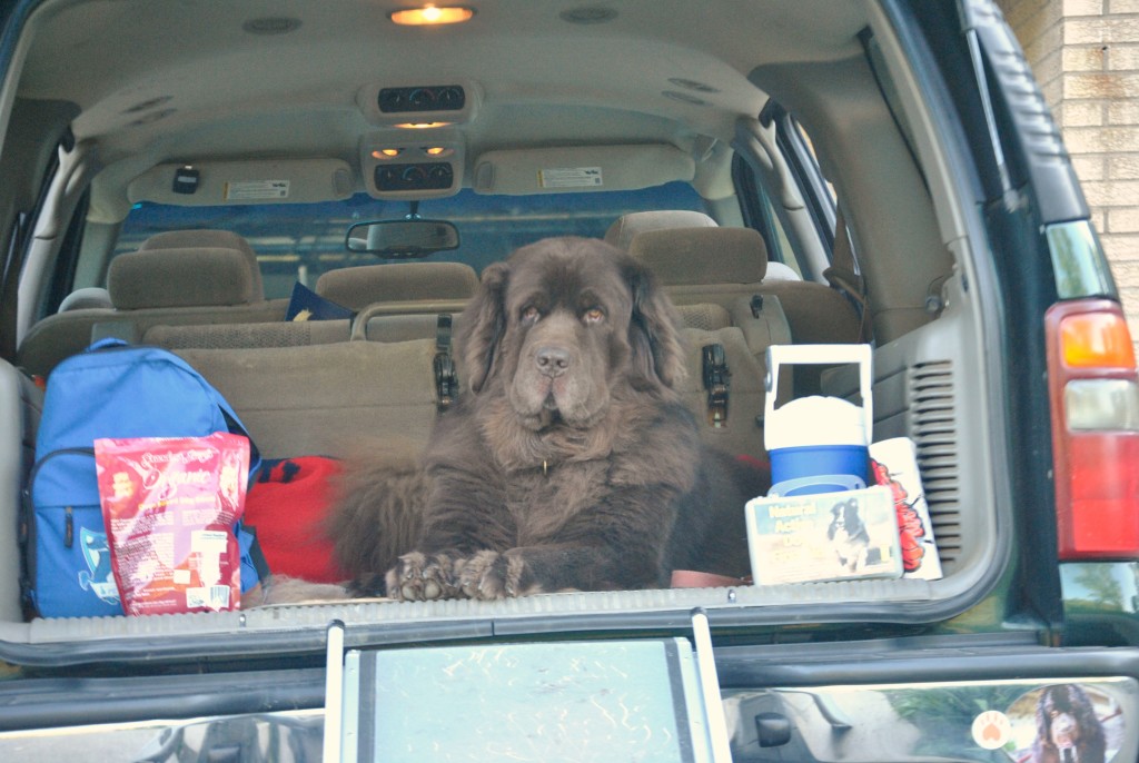Traveling With Newfies. 8 Reasons Why It's Not So Easy #AutoTraderDogDay
