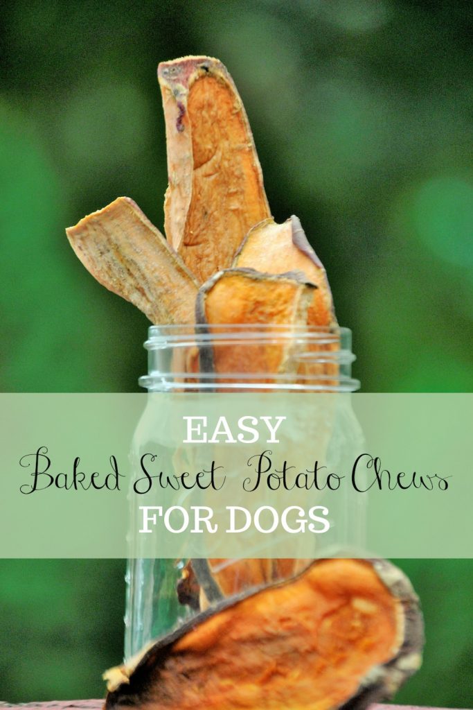 Homemade sweet potato chews for dogs are easy to make from your home using an oven or a dehydrator. They are low in fat and are rich in beta-carotene.