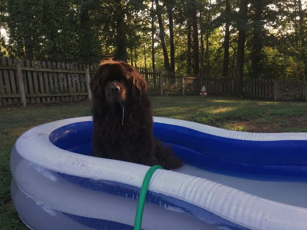 How To Easily Repair Your Dog's Inflatable Pool