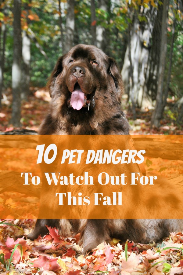 Dog are exposed to many dangers in the fall months including mushrooms, acrons, clambakes, pests and insects and even wildlife. 