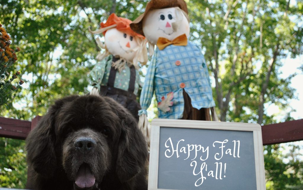 10 Tips For Taking Fantastic Fall Pictures Of Your Dog