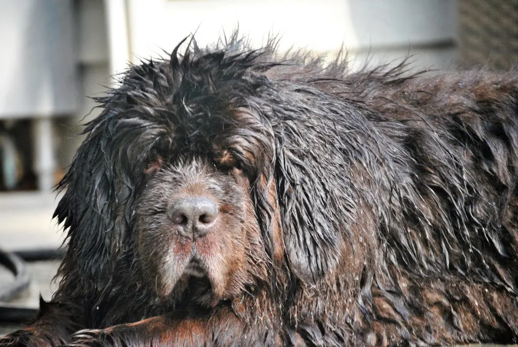 Bath Day Revelations With the Brown Newfies. 