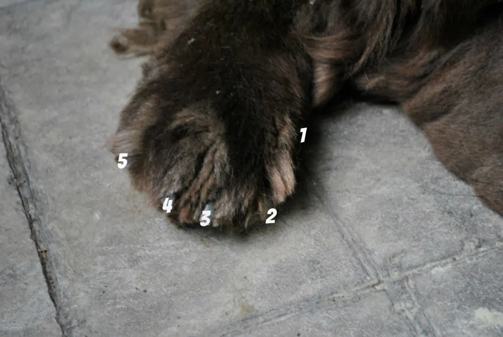 Dog's are digitigrade animals. These means that unlike humans, dog's digits will take on most of their weight when they walk, not their heels.  This is why it's so important to practice good paw care! Most dogs have 5 digits, digit 1 is the dewclaw, digit 2 is the index toe and so on.
