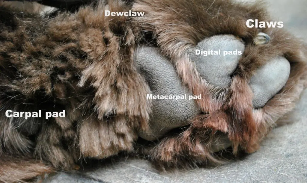 A dog's paw consists of  5 marvelous parts.  The claws, digital pads, metacarpal pad, carpal pad and the dewclaw. 