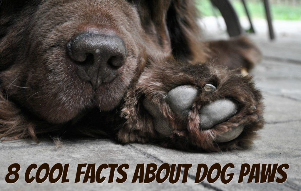8 Cool Facts About Dog Paws