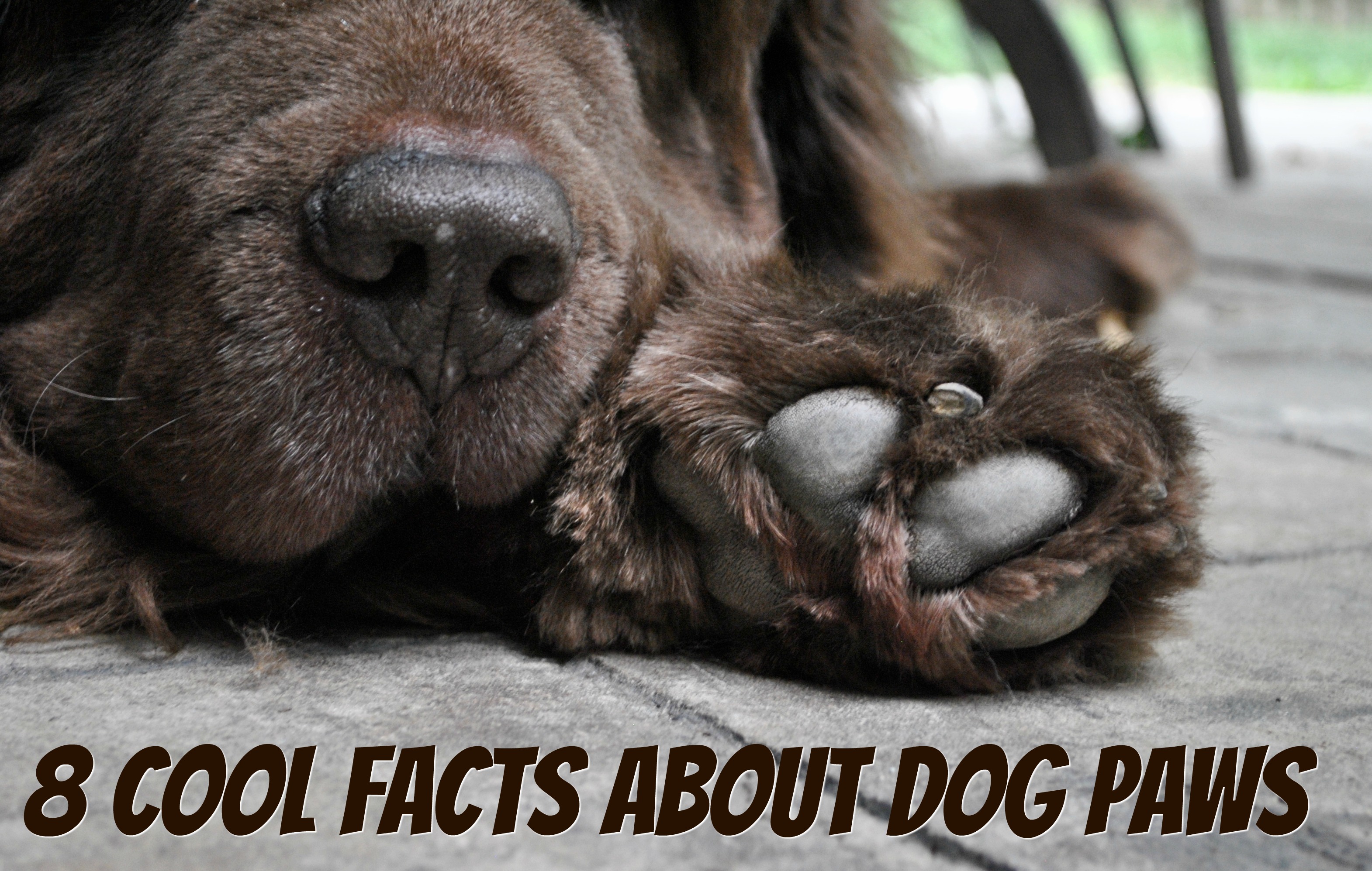 8-cool-facts-about-dog-paws-mybrownnewfies