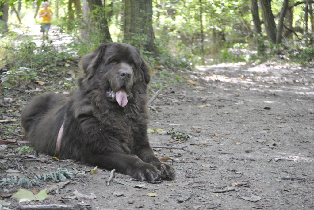15 Tips For Taking Great Pictures Of Your Newfie