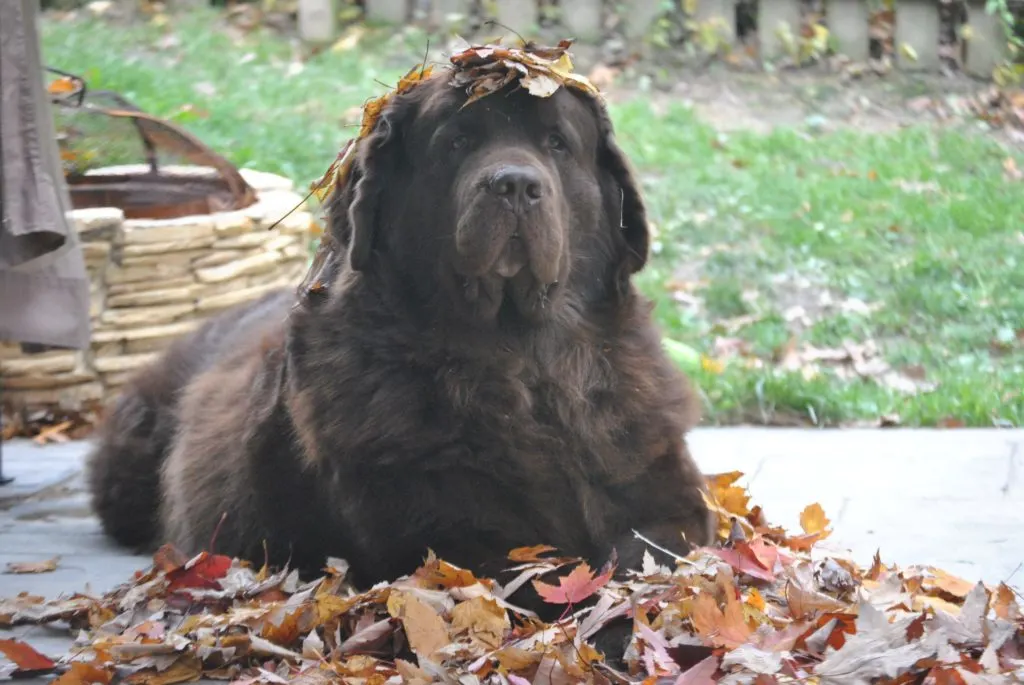 10 DANGERS MY DOGS COME ACROSS IN AUTUMN