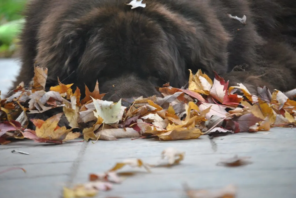 11 Reasons I Look Forward To Fall With My Dogs