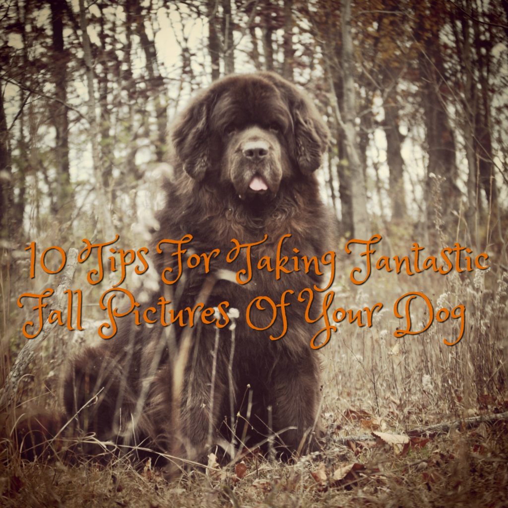 10 Tips For Taking Fantastic Fall Pictures Of Your Dog
