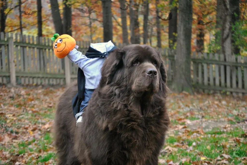 11 Reasons I Look Forward To Fall With My Dogs