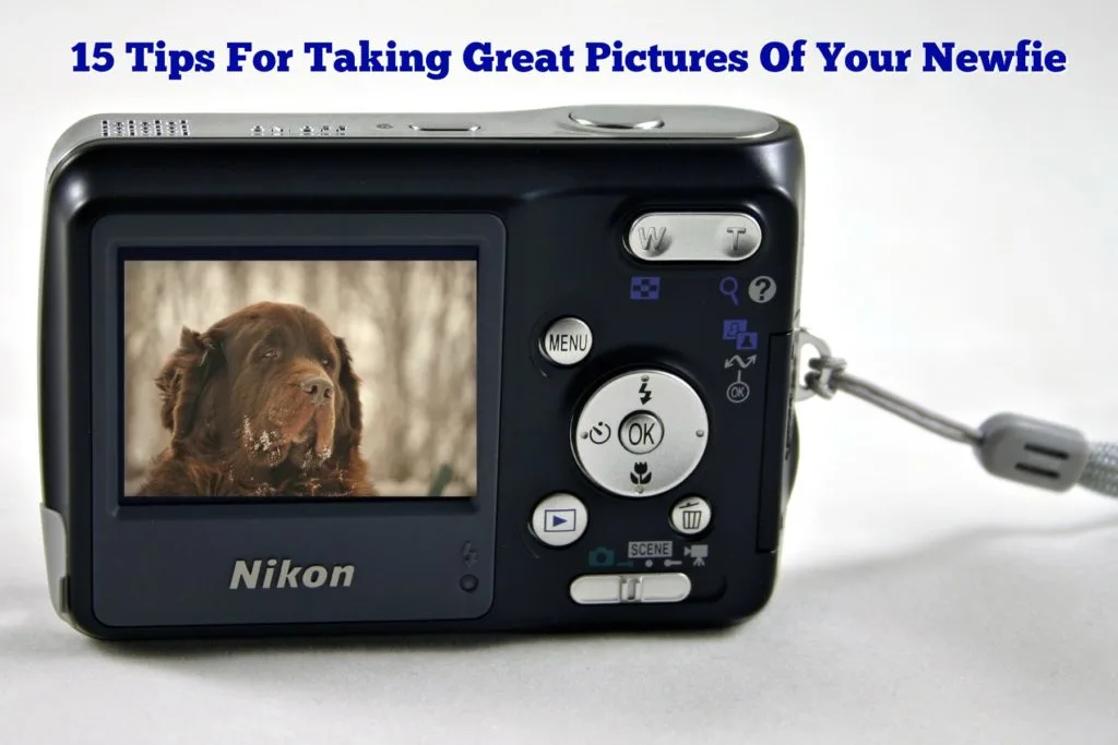 15 Tips For Taking Great Pictures Of Your Newfie