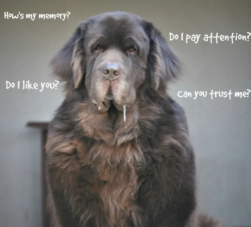 Leroy's Dognition Assessment #DiscoverYourDog