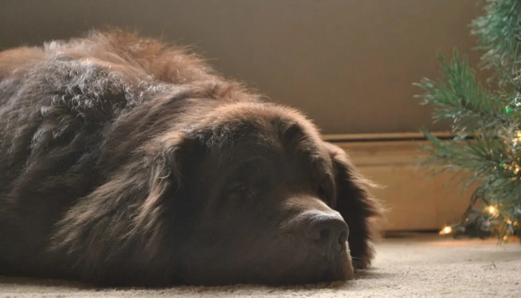 How To Safely Remove Pine Tree Sap From Your Dog