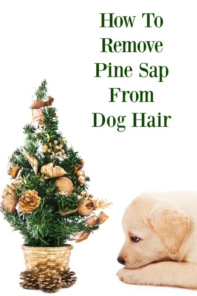 How To Safely Remove Pine Tree Sap From Dog Hair - My Brown Newfies