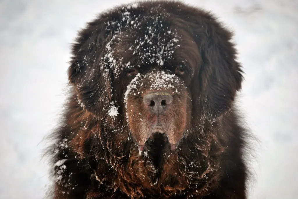 Welcome Back Winter. The Boys Have Missed You