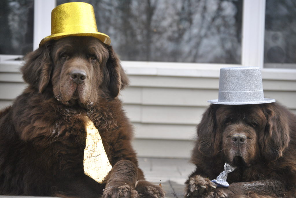 The Brown Newfies Make Resolutions For 2017