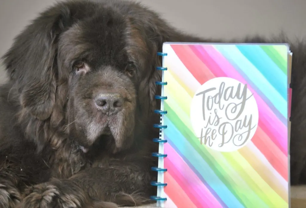 Newfoundland Dog Grooming Planner